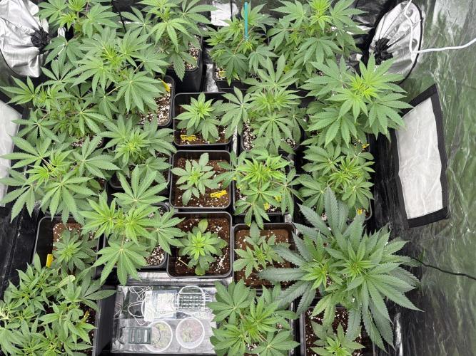 GROUNDED GENÉTICS!MY FIRST TIME GROWING. Week 4 - It's the last few days of the week and my girls look beautiful!