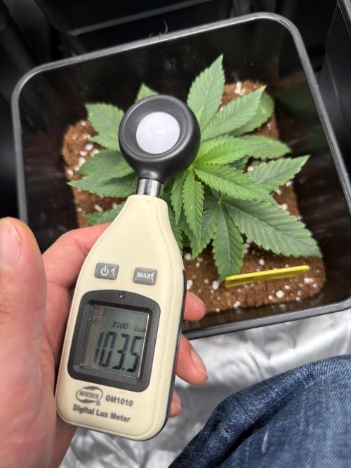 GROUNDED GENÉTICS!MY FIRST TIME GROWING. Week 5 - At 75%, one of 250W at height 1.2 or something like that.