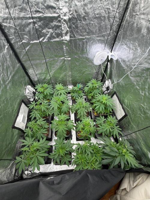 GROUNDED GENÉTICS!MY FIRST TIME GROWING. Week 5 - Now I think it's best to start with clones and defoliation this week.