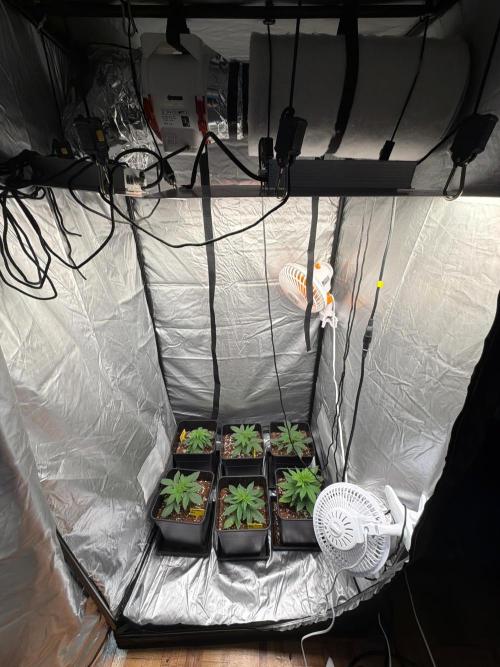 GROUNDED GENÉTICS!MY FIRST TIME GROWING. Week 5 - new space for my other girls