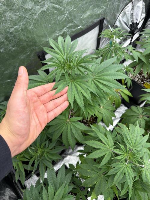 GROUNDED GENÉTICS!MY FIRST TIME GROWING. Week 6 - They went through a stressful day without light, moving, and excessive humidity