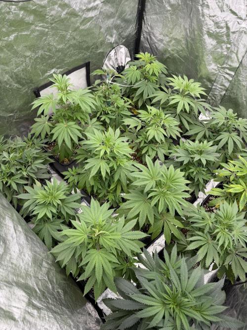 GROUNDED GENÉTICS!MY FIRST TIME GROWING. Week 6 - Some had transportation problems but they will be fine next week.