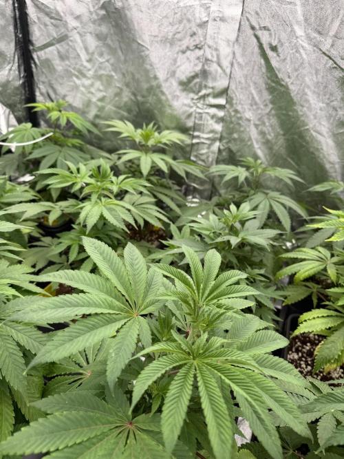 GROUNDED GENÉTICS!MY FIRST TIME GROWING. Week 6 - They are always very active, I like to water them twice a day, I think I should 