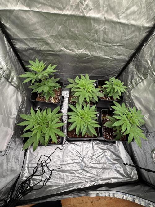 GROUNDED GENÉTICS!MY FIRST TIME GROWING. Week 6 - Zwisher and some that took a while to germinate, waiting to produce babies