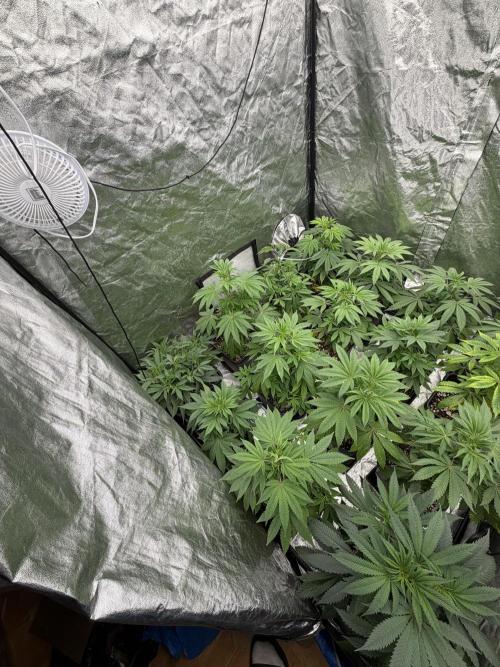 GROUNDED GENÉTICS!MY FIRST TIME GROWING. Week 6