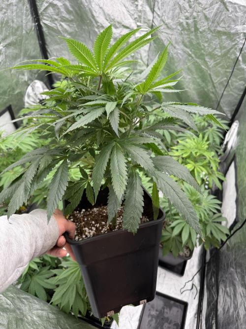 GROUNDED GENÉTICS!MY FIRST TIME GROWING. Week 6 - Soul Diesel Humboldt after a good foliar change