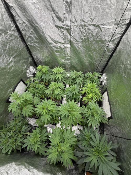 GROUNDED GENÉTICS!MY FIRST TIME GROWING. Week 6