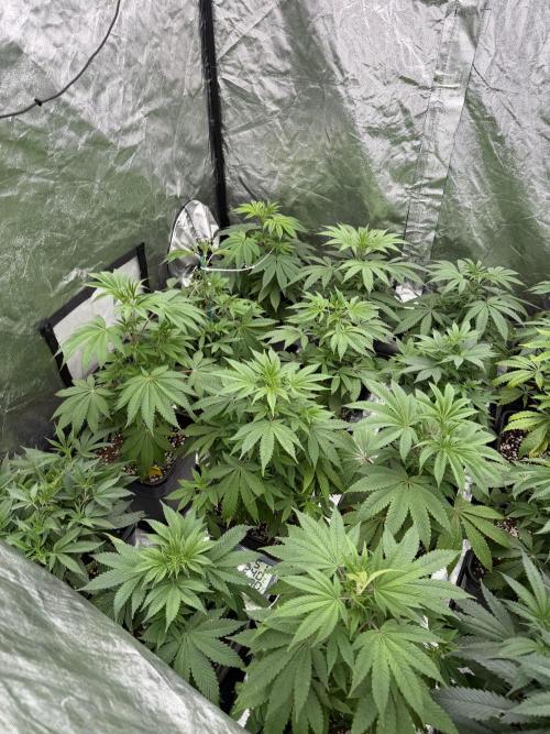 GROUNDED GENÉTICS!MY FIRST TIME GROWING. Week 6