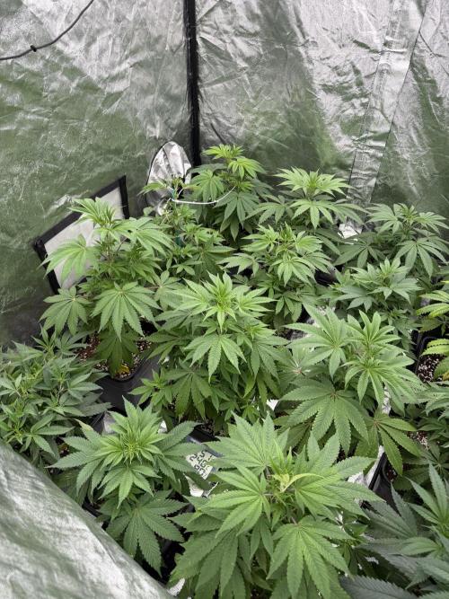 GROUNDED GENÉTICS!MY FIRST TIME GROWING. Week 6