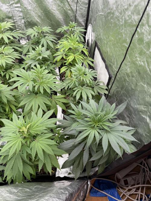 GROUNDED GENÉTICS!MY FIRST TIME GROWING. Week 6