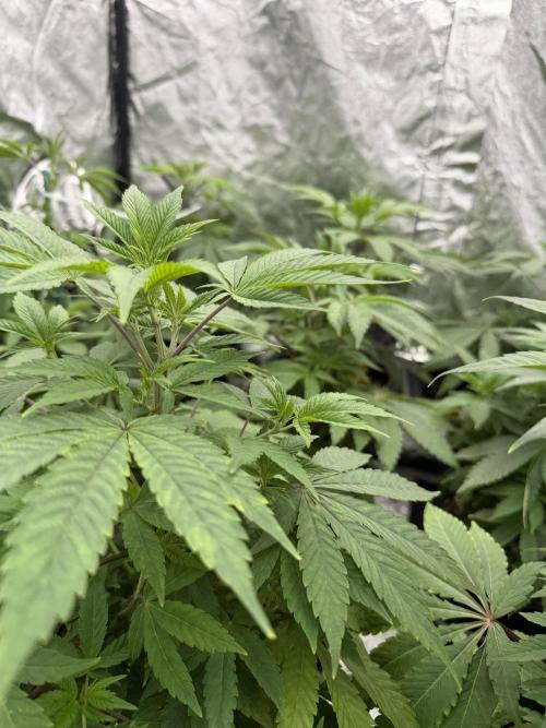 GROUNDED GENÉTICS!MY FIRST TIME GROWING. Week 6 - I think my EC meter might be faulty.