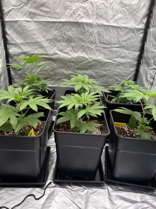 GROUNDED GENÉTICS!MY FIRST TIME GROWING. Week 6