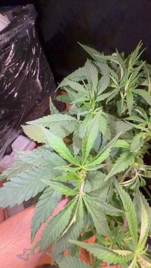 GROUNDED GENÉTICS!MY FIRST TIME GROWING