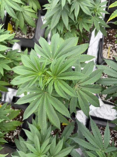 GROUNDED GENÉTICS!MY FIRST TIME GROWING. Week 6