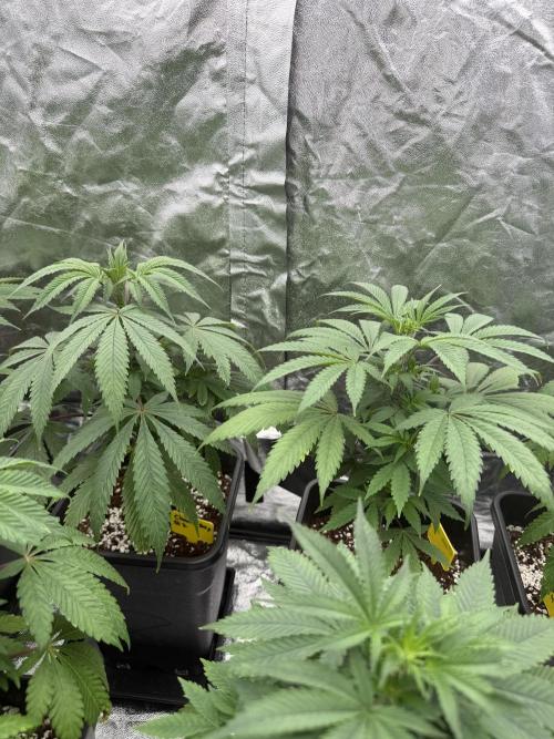 GROUNDED GENÉTICS!MY FIRST TIME GROWING. Week 6 - Pink honey plants are strong. I hope I can see those colors.