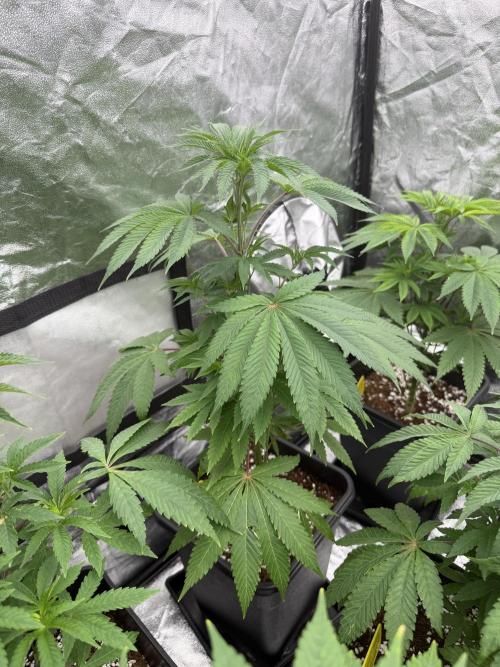 GROUNDED GENÉTICS!MY FIRST TIME GROWING. Week 6 - Chrome drip is currently one of my favorites.