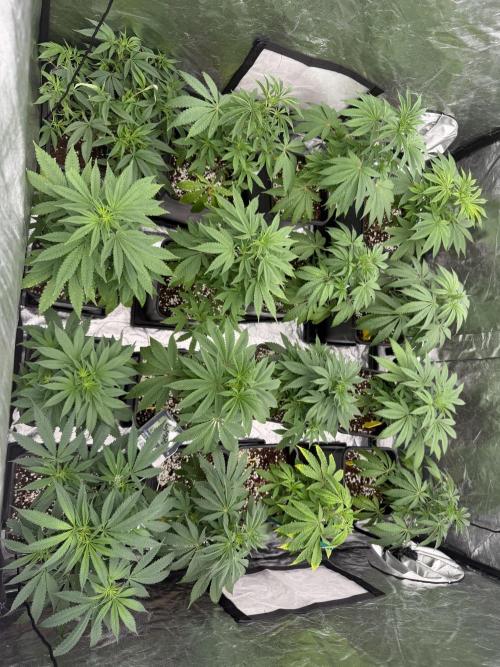 GROUNDED GENÉTICS!MY FIRST TIME GROWING. Week 6 - The yellow one is giving me trouble throughout the grow, but I'll save it. 
