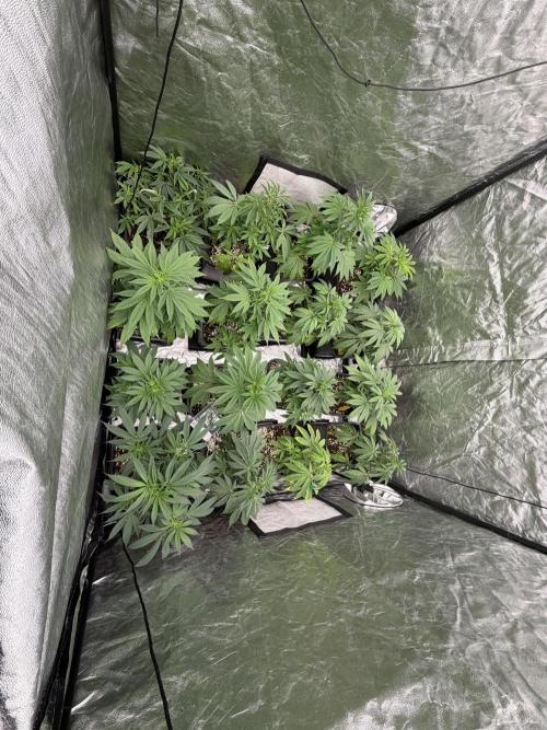 GROUNDED GENÉTICS!MY FIRST TIME GROWING. Week 6 - Otherwise, she'll spend it with the others to give her time.