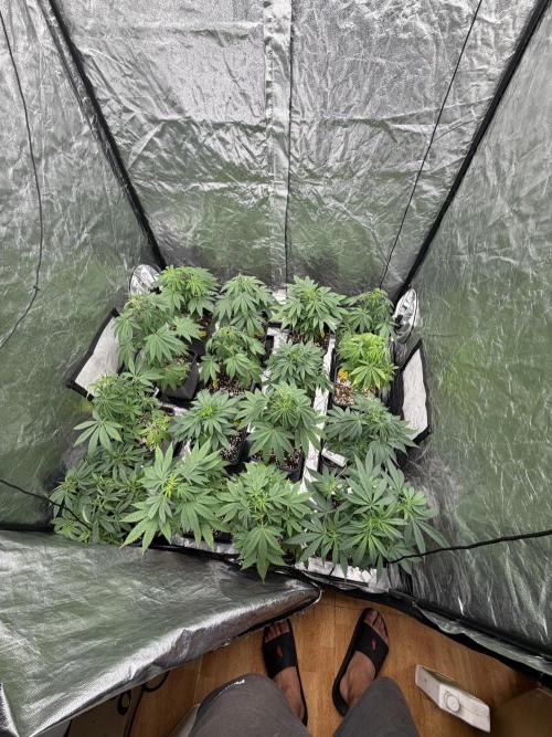 GROUNDED GENÉTICS!MY FIRST TIME GROWING. Week 6 - Last day 