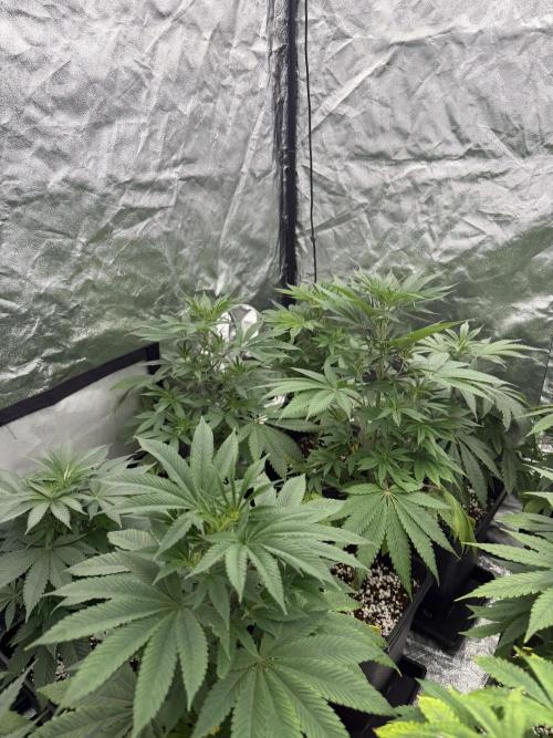 GROUNDED GENÉTICS!MY FIRST TIME GROWING. Week 7