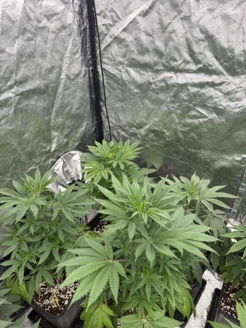 GROUNDED GENÉTICS!MY FIRST TIME GROWING. Week 7