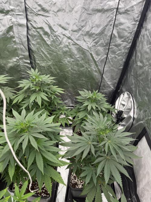 GROUNDED GENÉTICS!MY FIRST TIME GROWING. Week 7