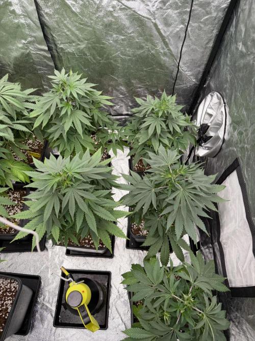 GROUNDED GENÉTICS!MY FIRST TIME GROWING. Week 7