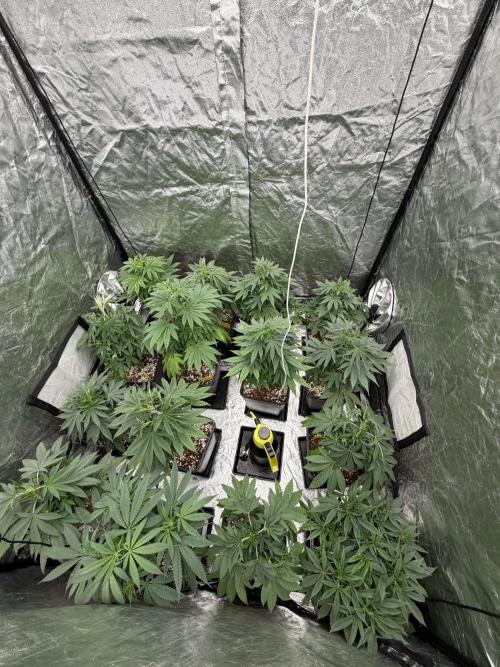 GROUNDED GENÉTICS!MY FIRST TIME GROWING. Week 7