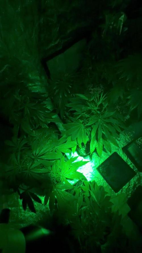 GROUNDED GENÉTICS!MY FIRST TIME GROWING