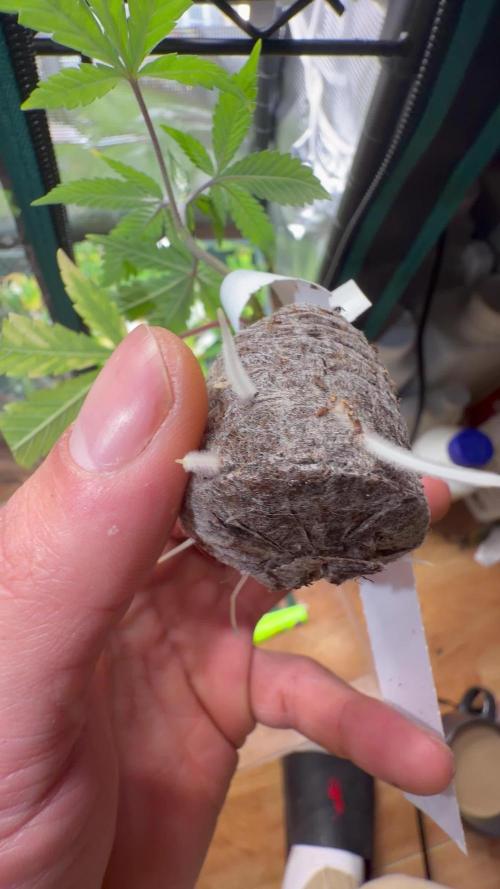 GROUNDED GENÉTICS!MY FIRST TIME GROWING