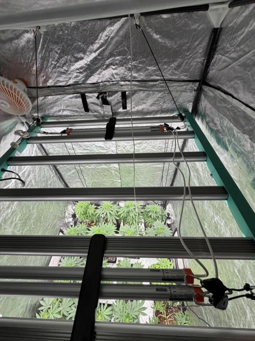 GROUNDED GENÉTICS!MY FIRST TIME GROWING. Week 7 - NEW ADDS IR16 UV30 