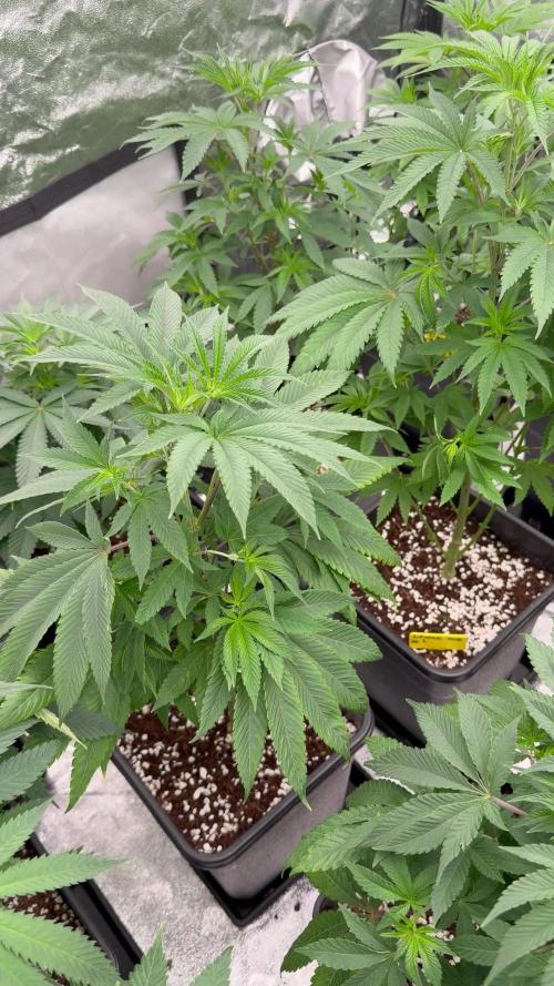 GROUNDED GENÉTICS!MY FIRST TIME GROWING