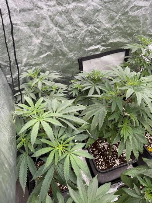GROUNDED GENÉTICS!MY FIRST TIME GROWING. Week 7