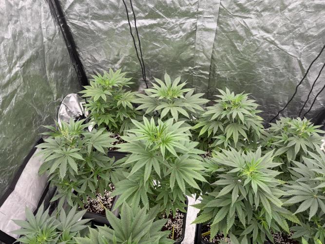 GROUNDED GENÉTICS!MY FIRST TIME GROWING. Week 7