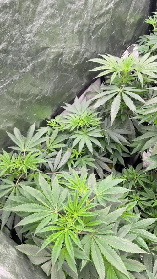 GROUNDED GENÉTICS!MY FIRST TIME GROWING