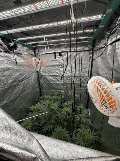 GROUNDED GENÉTICS!MY FIRST TIME GROWING. Week 9 - total control of the grow 