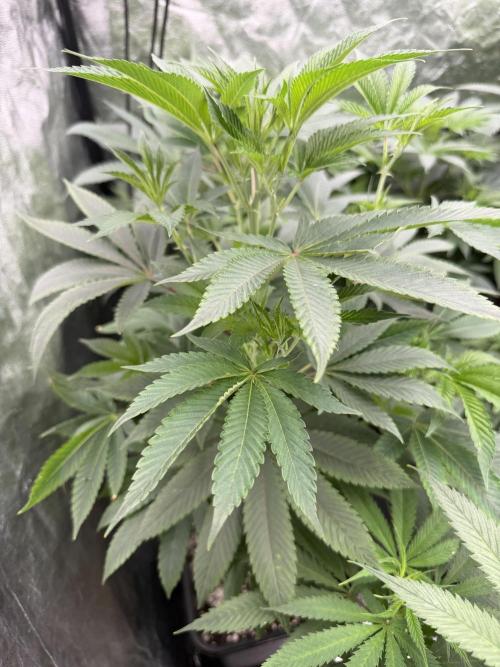 GROUNDED GENÉTICS!MY FIRST TIME GROWING. Week 9