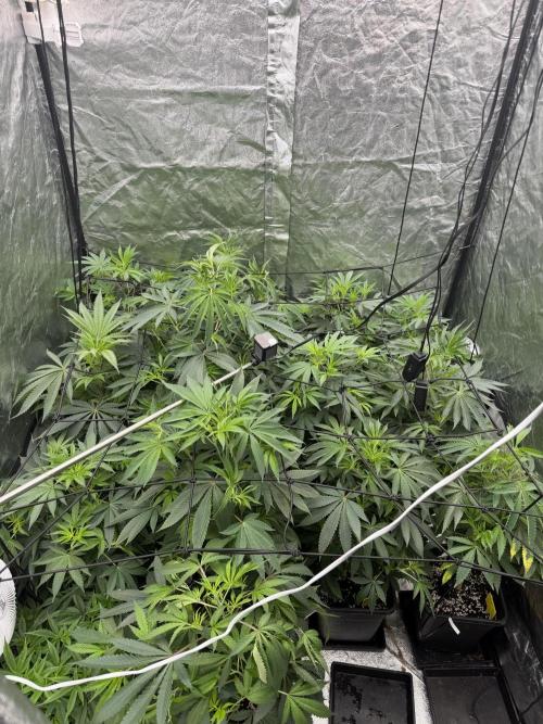 GROUNDED GENÉTICS!MY FIRST TIME GROWING. Week 10