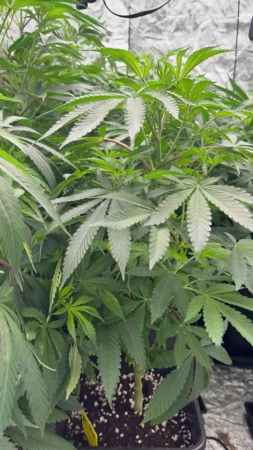 GROUNDED GENÉTICS!MY FIRST TIME GROWING