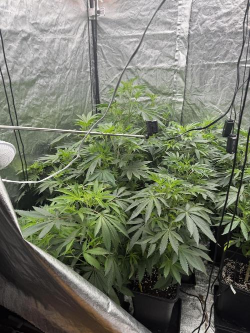 GROUNDED GENÉTICS!MY FIRST TIME GROWING. Week 10 - My pH meter broke and I've decided to postpone pruning.