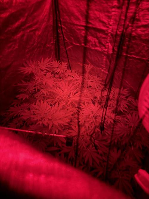 GROUNDED GENÉTICS!MY FIRST TIME GROWING. Week 10