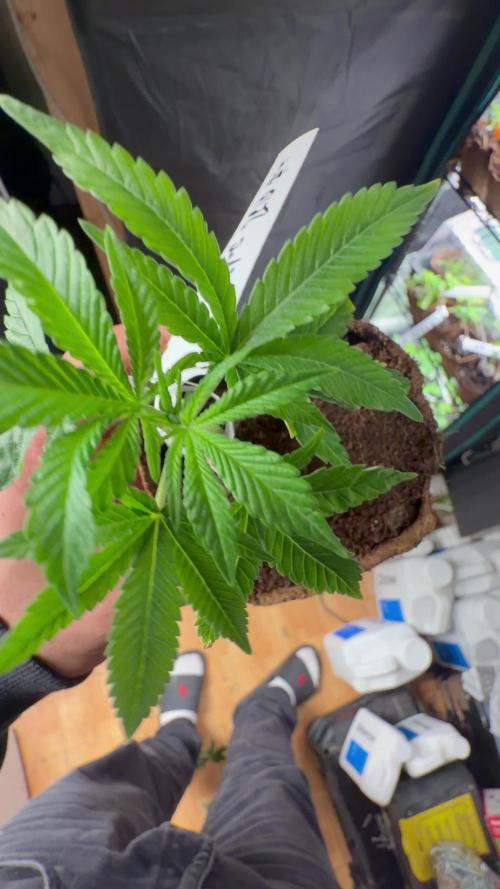 GROUNDED GENÉTICS!MY FIRST TIME GROWING