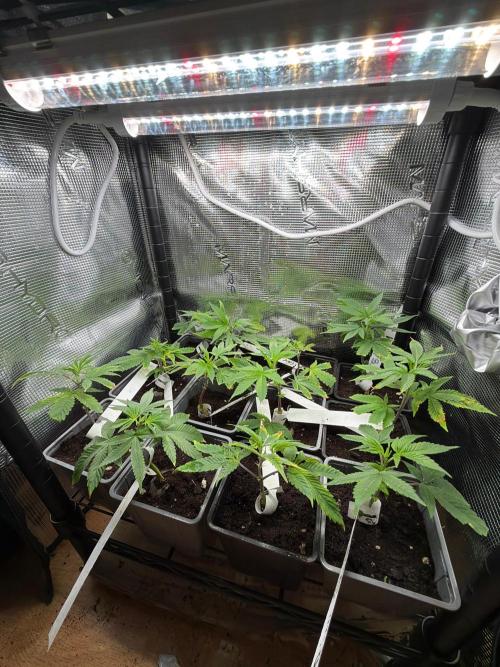 GROUNDED GENÉTICS!MY FIRST TIME GROWING. Week 10 - Several of my clones died because one of the propagators was broken.