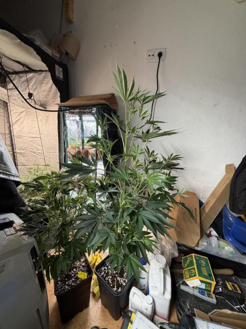 GROUNDED GENÉTICS!MY FIRST TIME GROWING. Week 10 - Lime Zerb, a monster, a great plant! I expect great results!