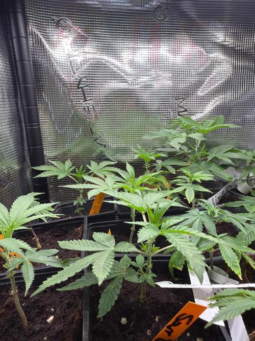 GROUNDED GENÉTICS!MY FIRST TIME GROWING. Week 10 - Very healthy babies! They do have a slight odor.