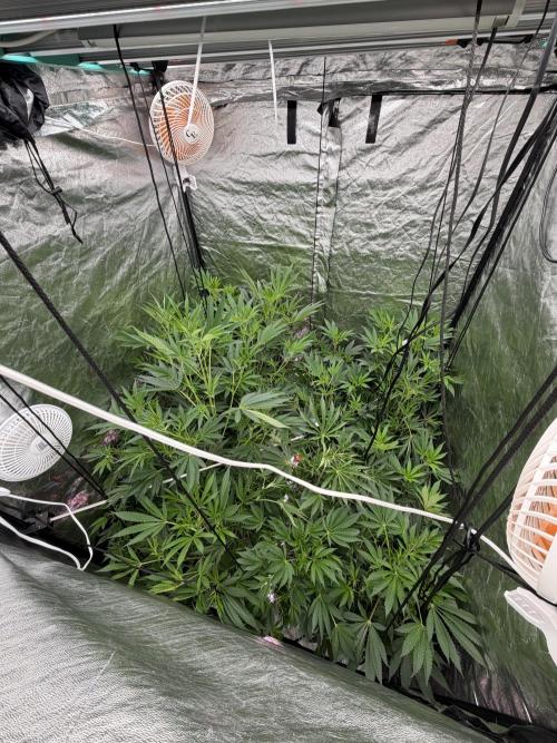 GROUNDED GENÉTICS!MY FIRST TIME GROWING. Week 10