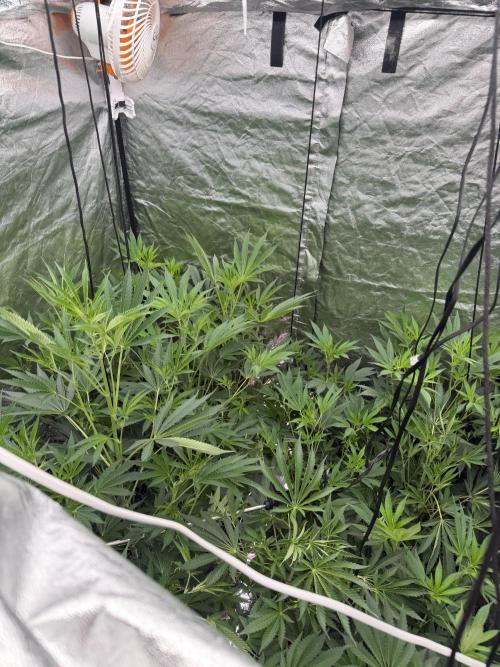 GROUNDED GENÉTICS!MY FIRST TIME GROWING. Week 10