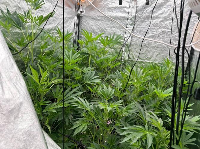 GROUNDED GENÉTICS!MY FIRST TIME GROWING. Week 11