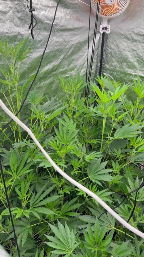 GROUNDED GENÉTICS!MY FIRST TIME GROWING