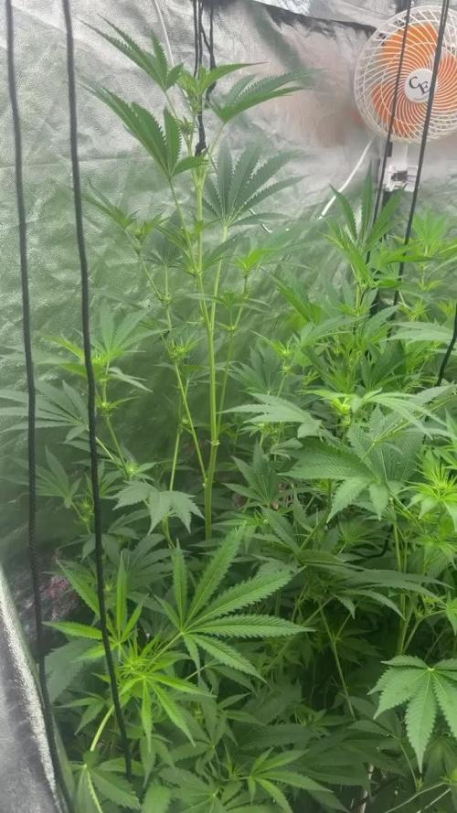 GROUNDED GENÉTICS!MY FIRST TIME GROWING